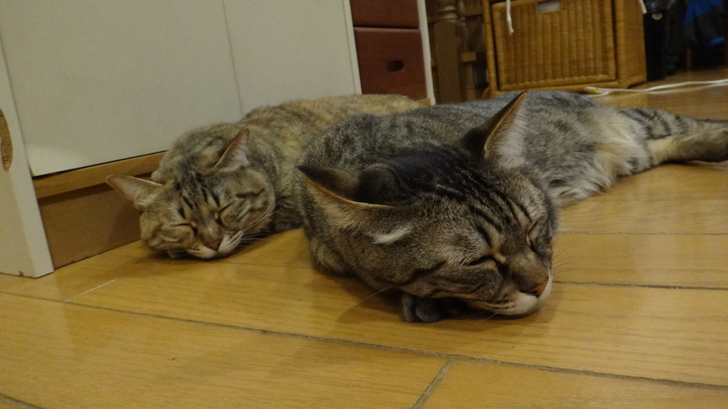 f:id:cafelegume:20190111233225j:plain