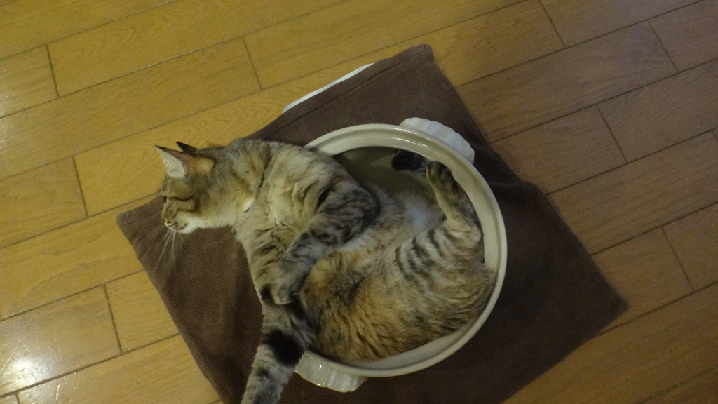 f:id:cafelegume:20190113212727j:plain