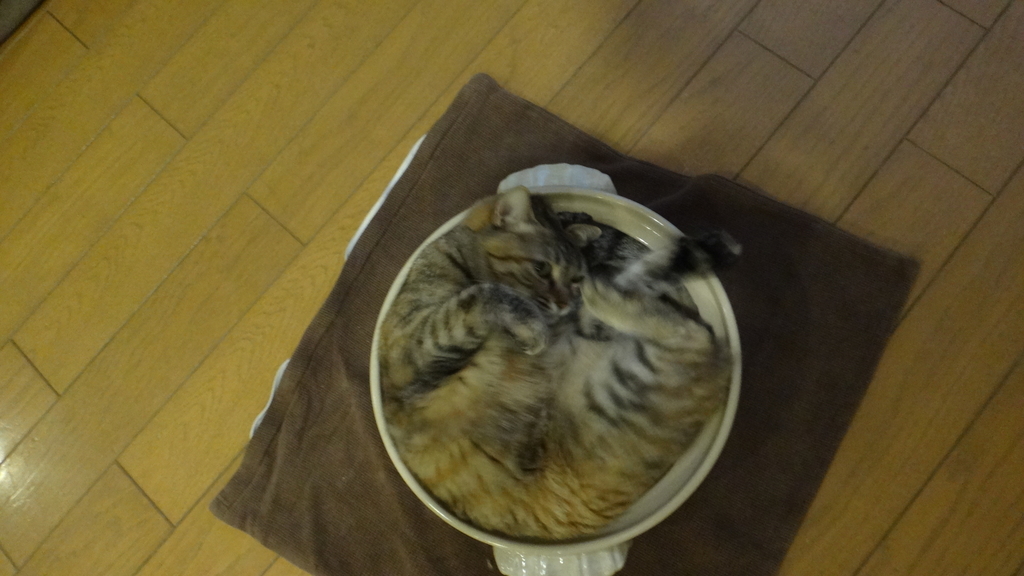 f:id:cafelegume:20190113212823j:plain