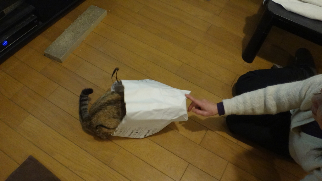 f:id:cafelegume:20190113215711j:plain