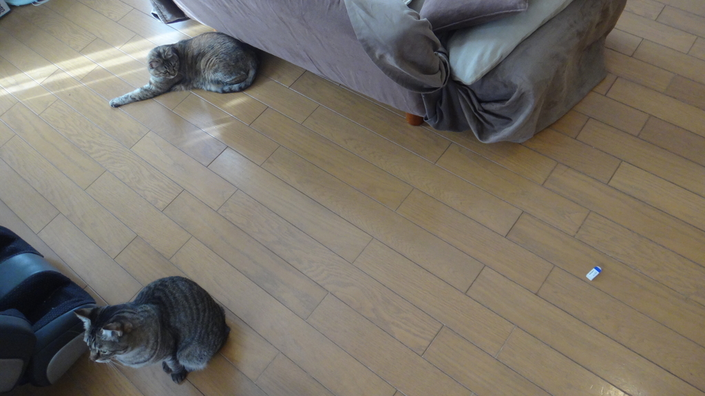 f:id:cafelegume:20190122221156j:plain f:id:cafelegume:20190122221156j:plain
