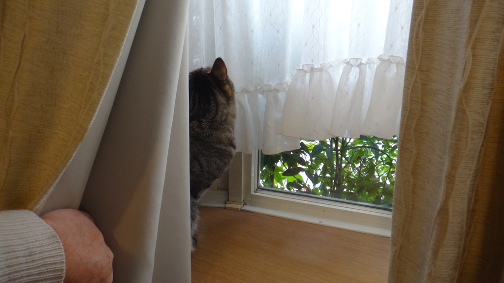 f:id:cafelegume:20190129013455j:plain