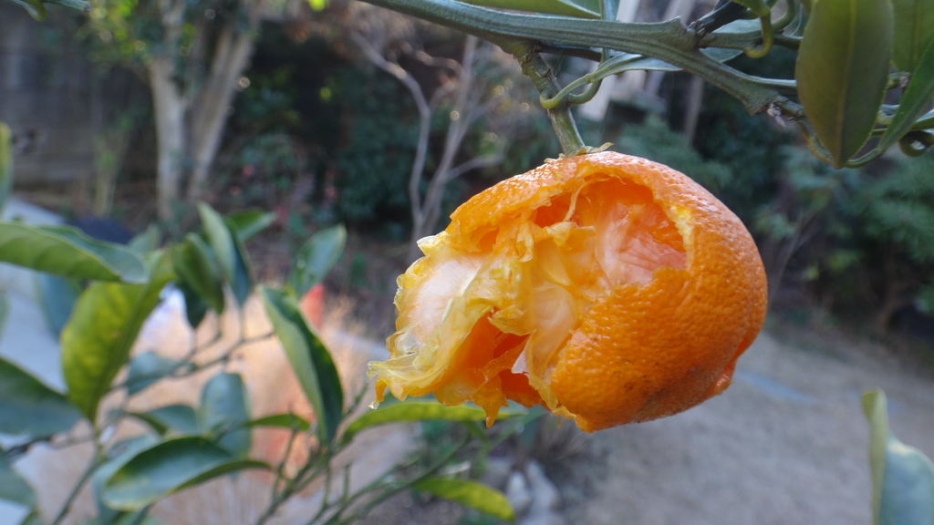 f:id:cafelegume:20190129020456j:plain