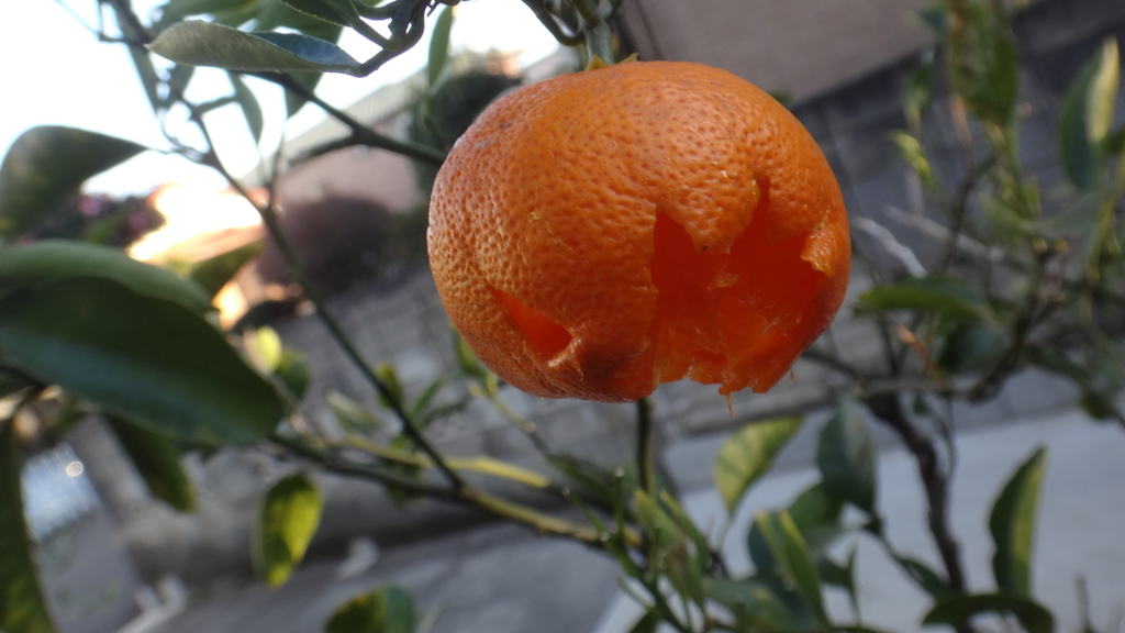 f:id:cafelegume:20190129020718j:plain