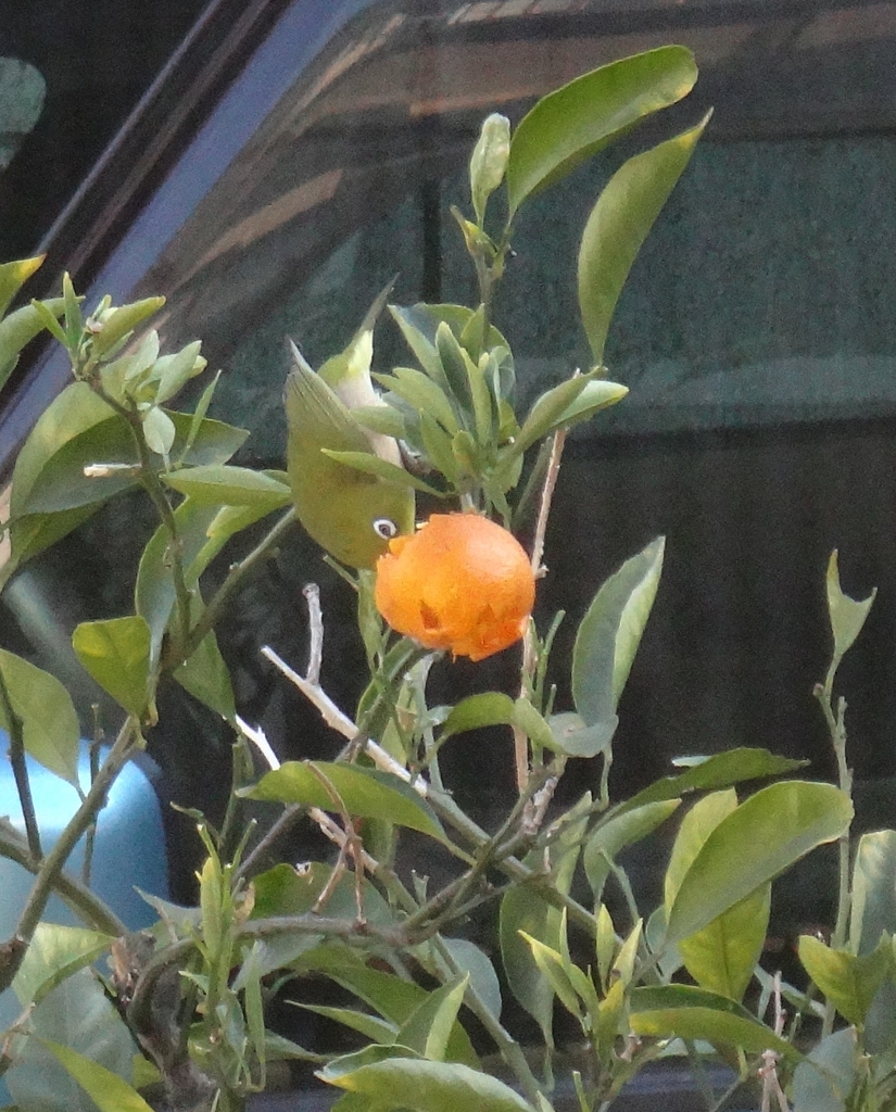 f:id:cafelegume:20190129214135j:plain f:id:cafelegume:20190129214135j:plain