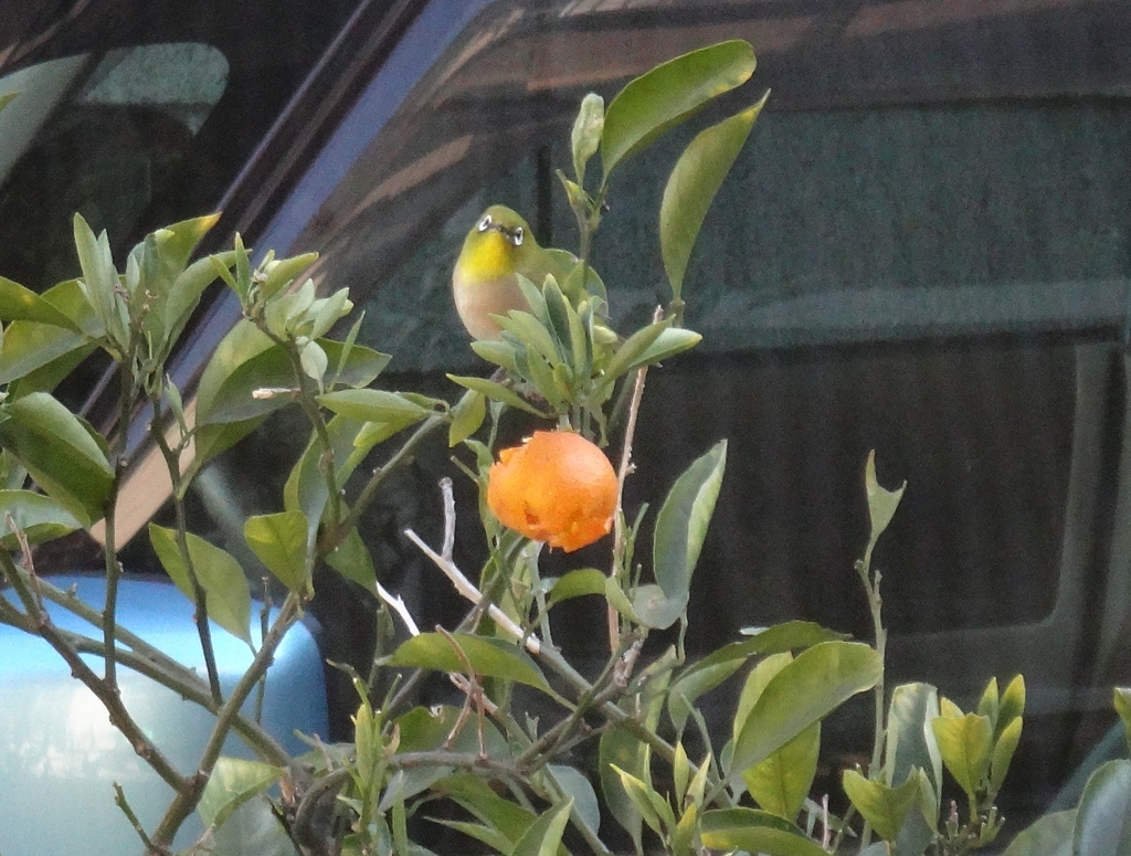 f:id:cafelegume:20190129214510j:plain f:id:cafelegume:20190129214510j:plain
