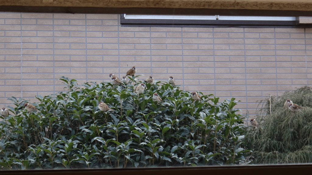 f:id:cafelegume:20190130225547j:plain