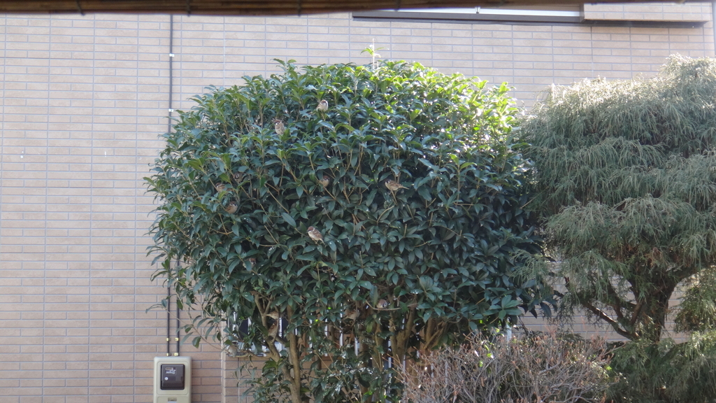 f:id:cafelegume:20190130232409j:plain