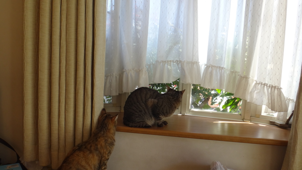 f:id:cafelegume:20190131234823j:plain f:id:cafelegume:20190131234823j:plain
