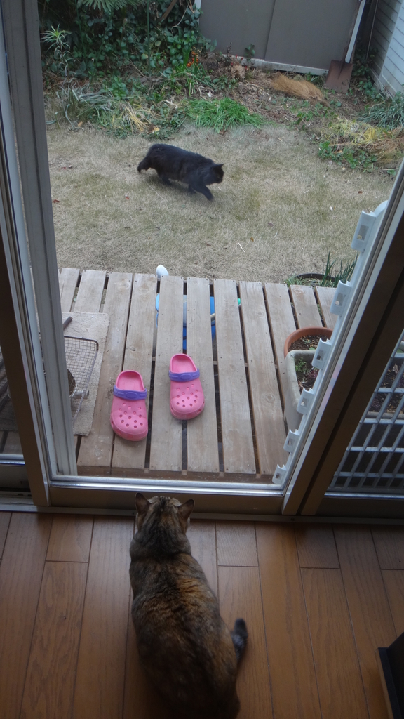f:id:cafelegume:20190131234955j:plain f:id:cafelegume:20190131234955j:plain