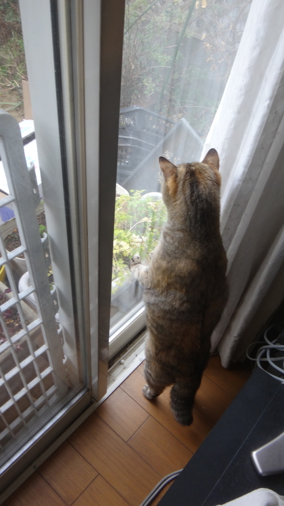 f:id:cafelegume:20190131235231j:plain f:id:cafelegume:20190131235231j:plain