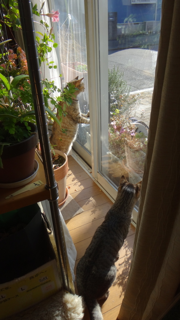 f:id:cafelegume:20190131235658j:plain f:id:cafelegume:20190131235658j:plain