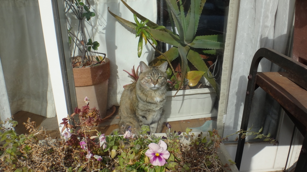 f:id:cafelegume:20190201000318j:plain f:id:cafelegume:20190201000318j:plain