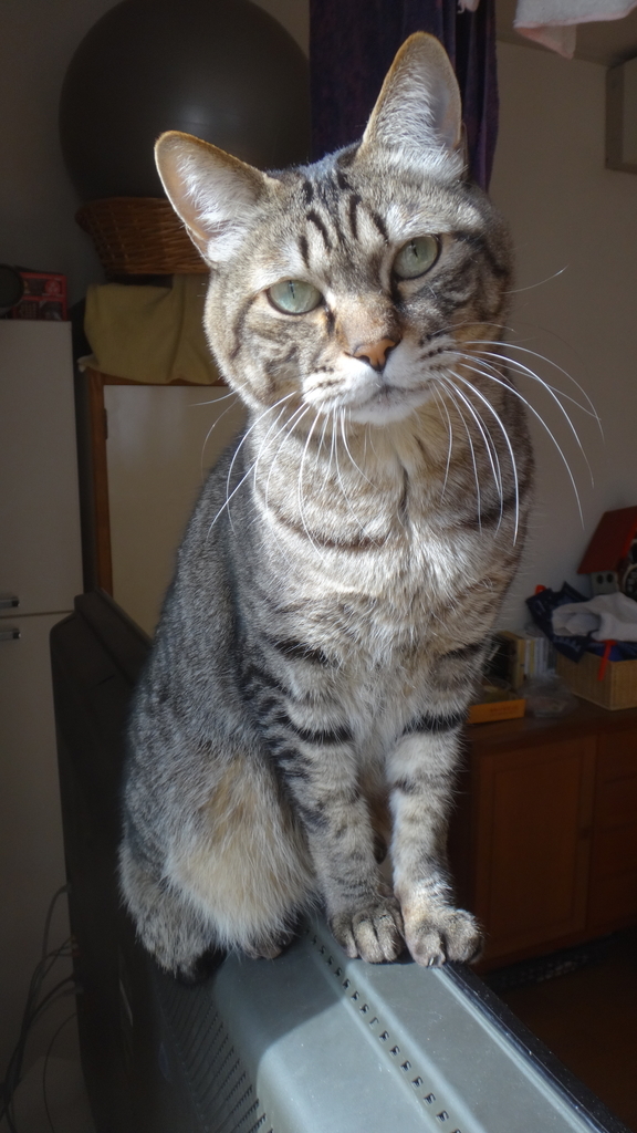 f:id:cafelegume:20190201001159j:plain f:id:cafelegume:20190201001159j:plain
