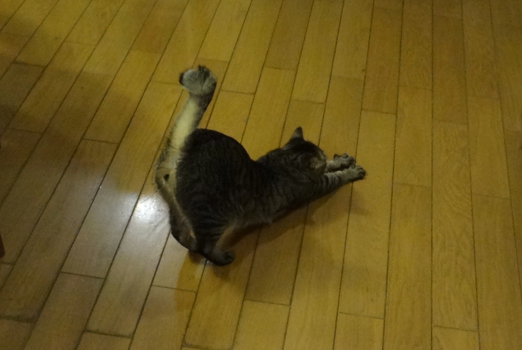 f:id:cafelegume:20190222202850j:plain