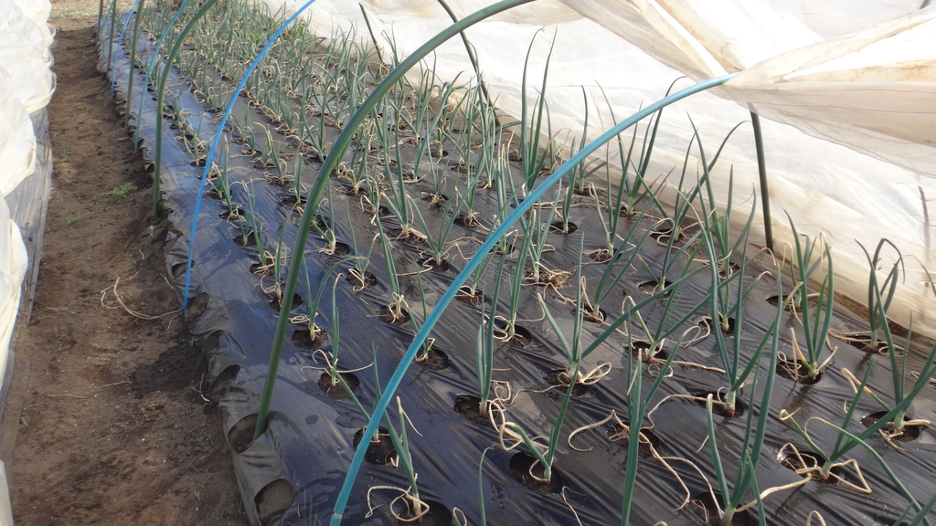 f:id:cafelegume:20190223222412j:plain