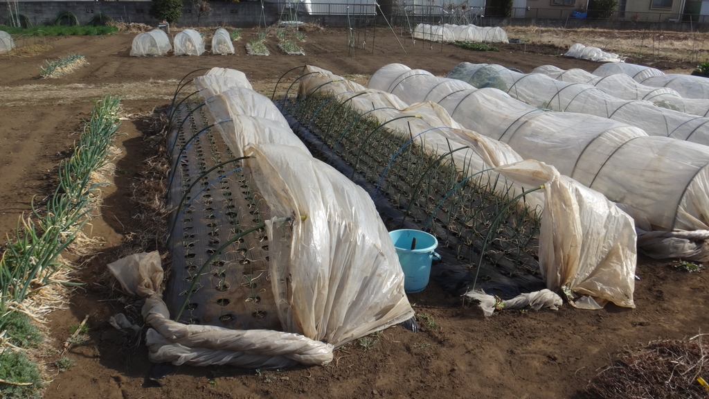 f:id:cafelegume:20190223222809j:plain