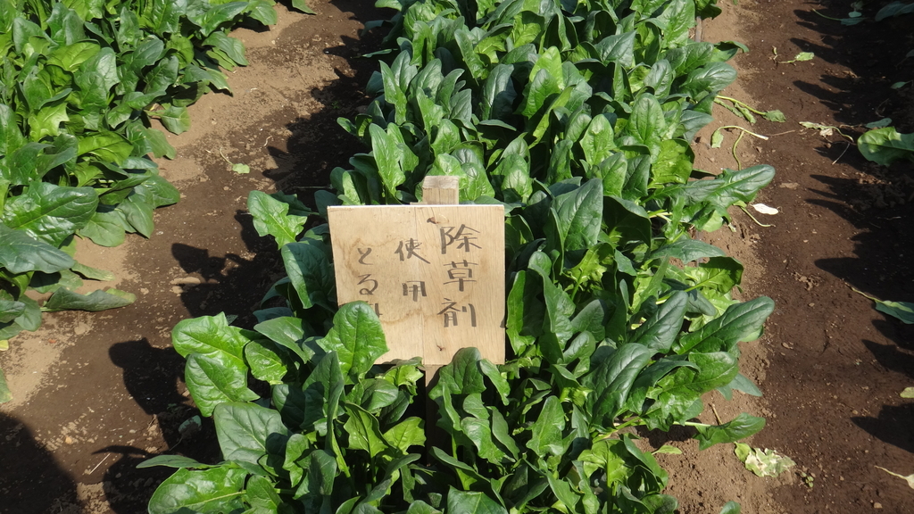 f:id:cafelegume:20190228225235j:plain
