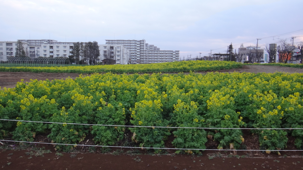 f:id:cafelegume:20190302215044j:plain