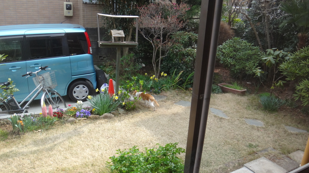 f:id:cafelegume:20190327214953j:plain