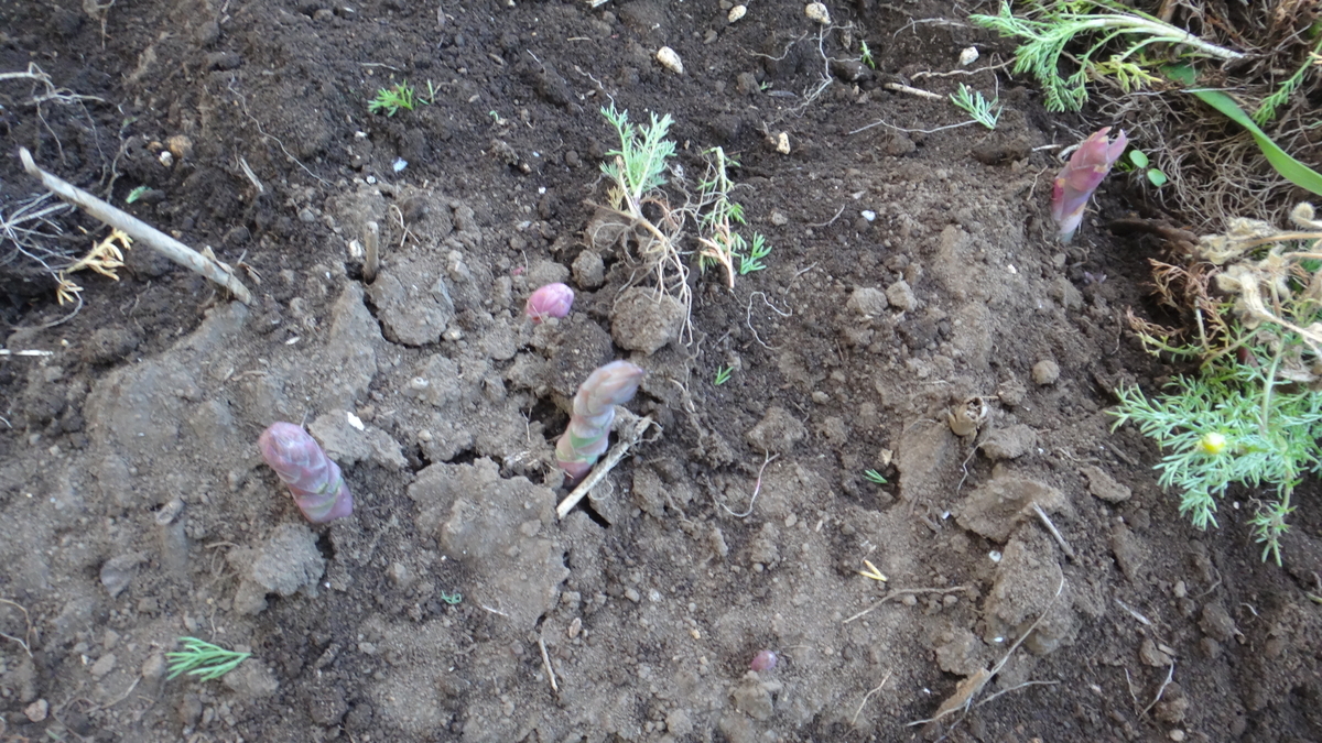 f:id:cafelegume:20190401205352j:plain f:id:cafelegume:20190401205352j:plain