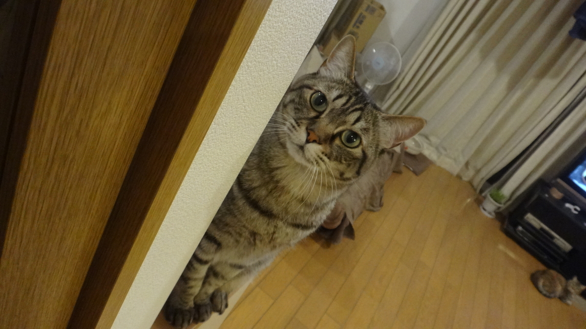 f:id:cafelegume:20190401210233j:plain f:id:cafelegume:20190401210233j:plain