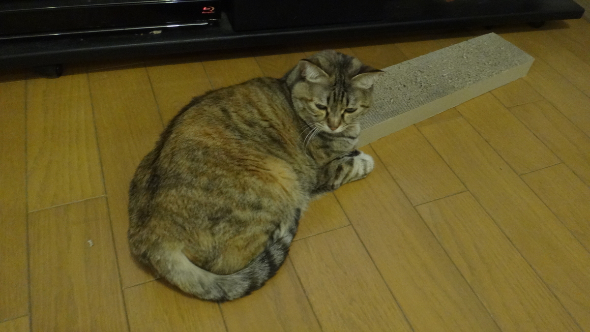 f:id:cafelegume:20190401210410j:plain f:id:cafelegume:20190401210410j:plain
