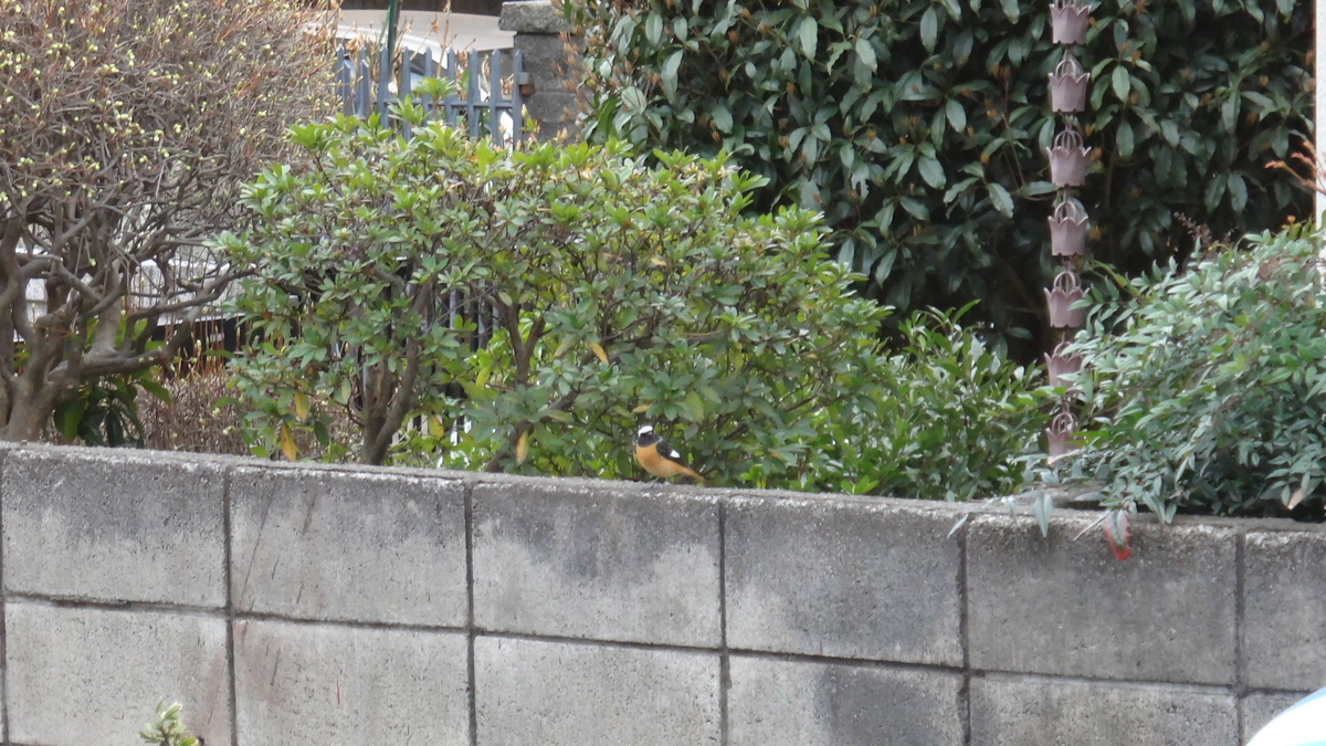 f:id:cafelegume:20190402211238j:plain