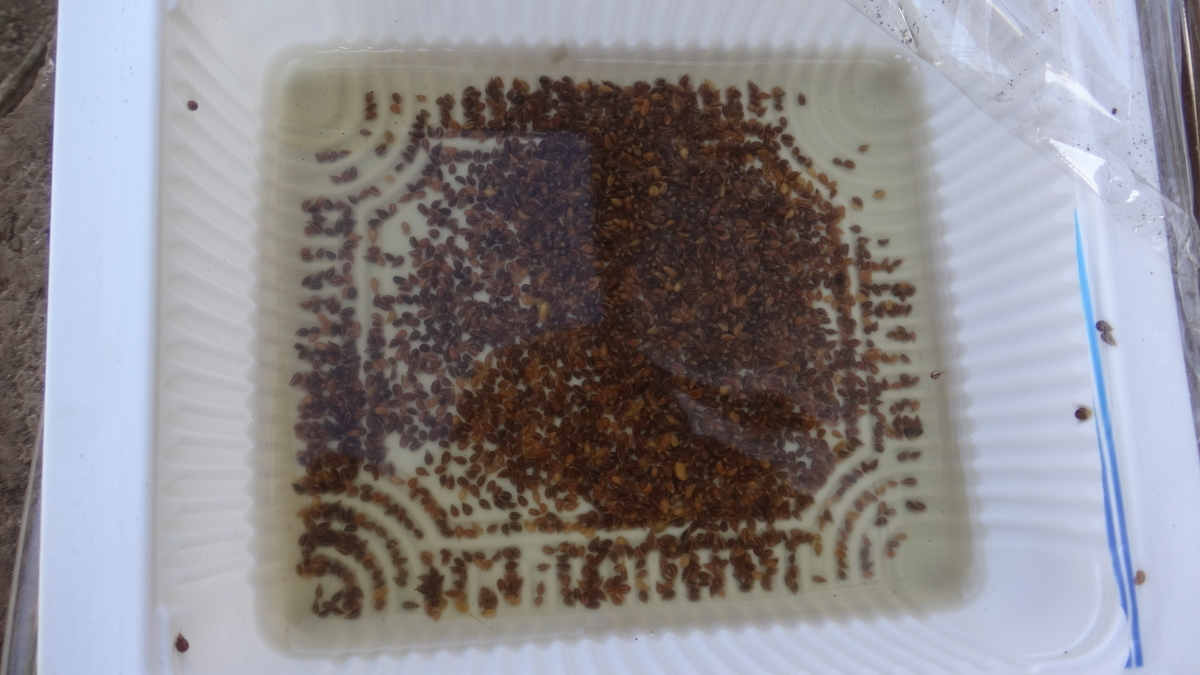 f:id:cafelegume:20190405231025j:plain