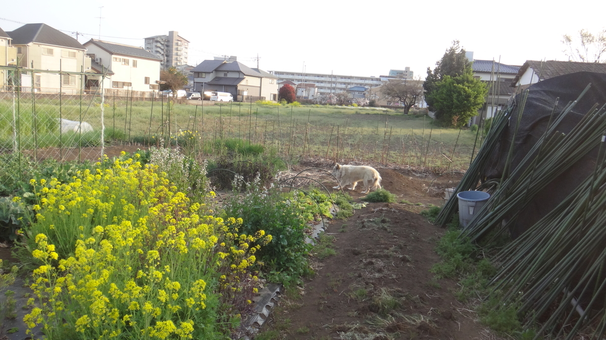 f:id:cafelegume:20190406232459j:plain