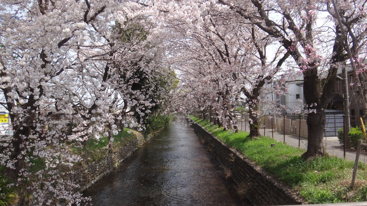 f:id:cafelegume:20190407190432j:plain f:id:cafelegume:20190407190432j:plain