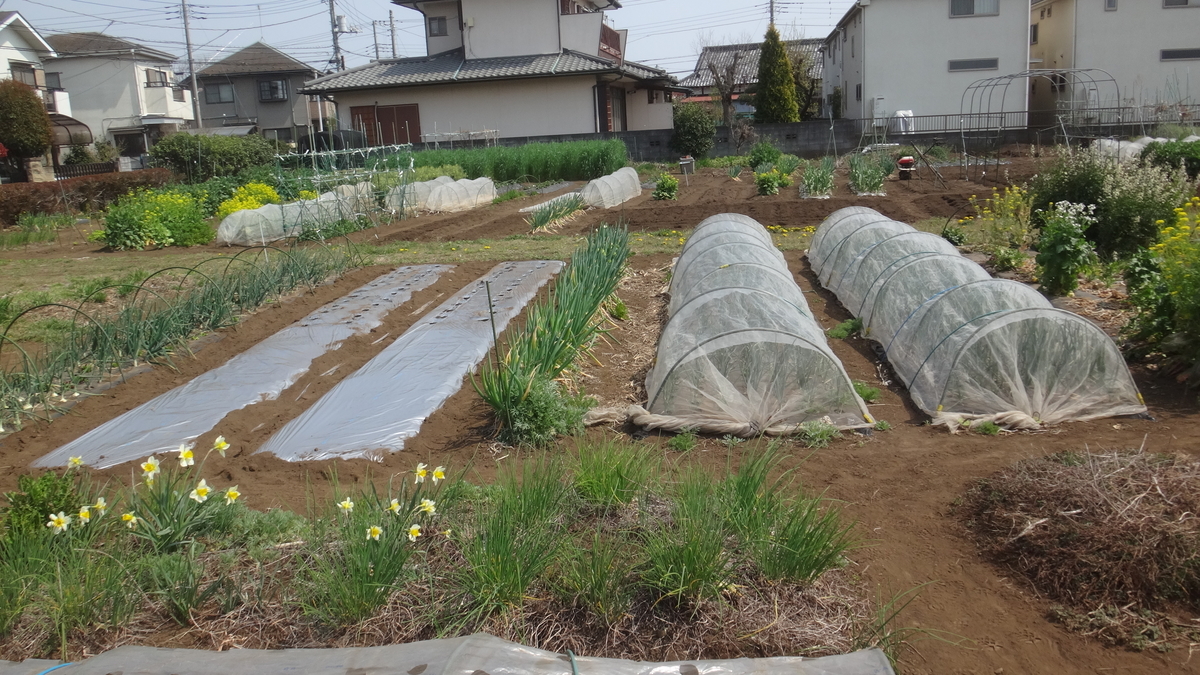 f:id:cafelegume:20190407193433j:plain f:id:cafelegume:20190407193433j:plain
