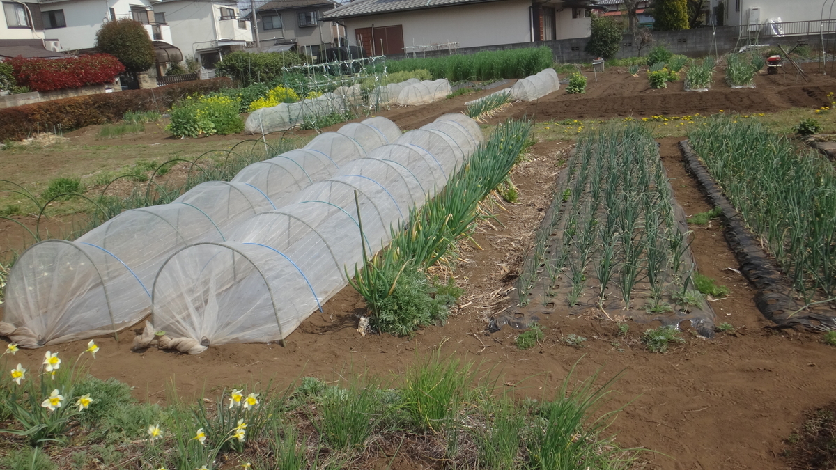 f:id:cafelegume:20190407193620j:plain f:id:cafelegume:20190407193620j:plain