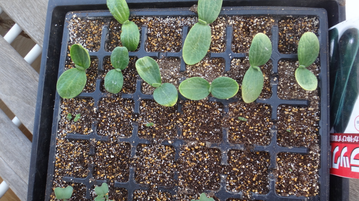 f:id:cafelegume:20190407194831j:plain f:id:cafelegume:20190407194831j:plain