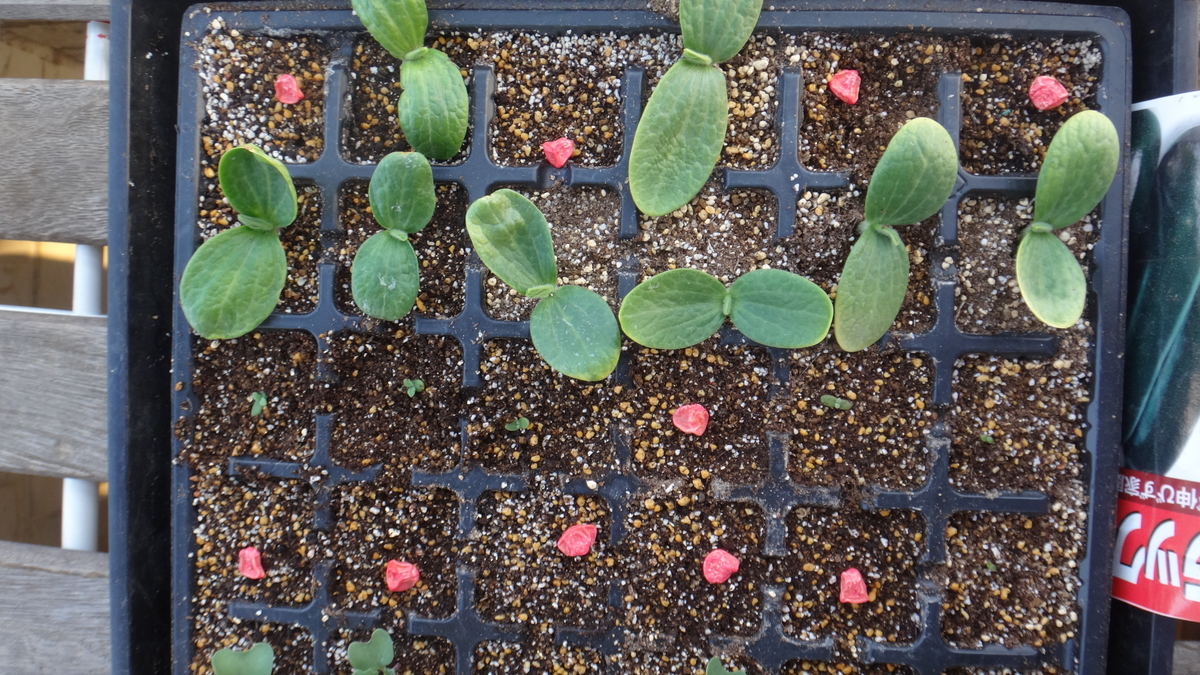 f:id:cafelegume:20190407195012j:plain f:id:cafelegume:20190407195012j:plain