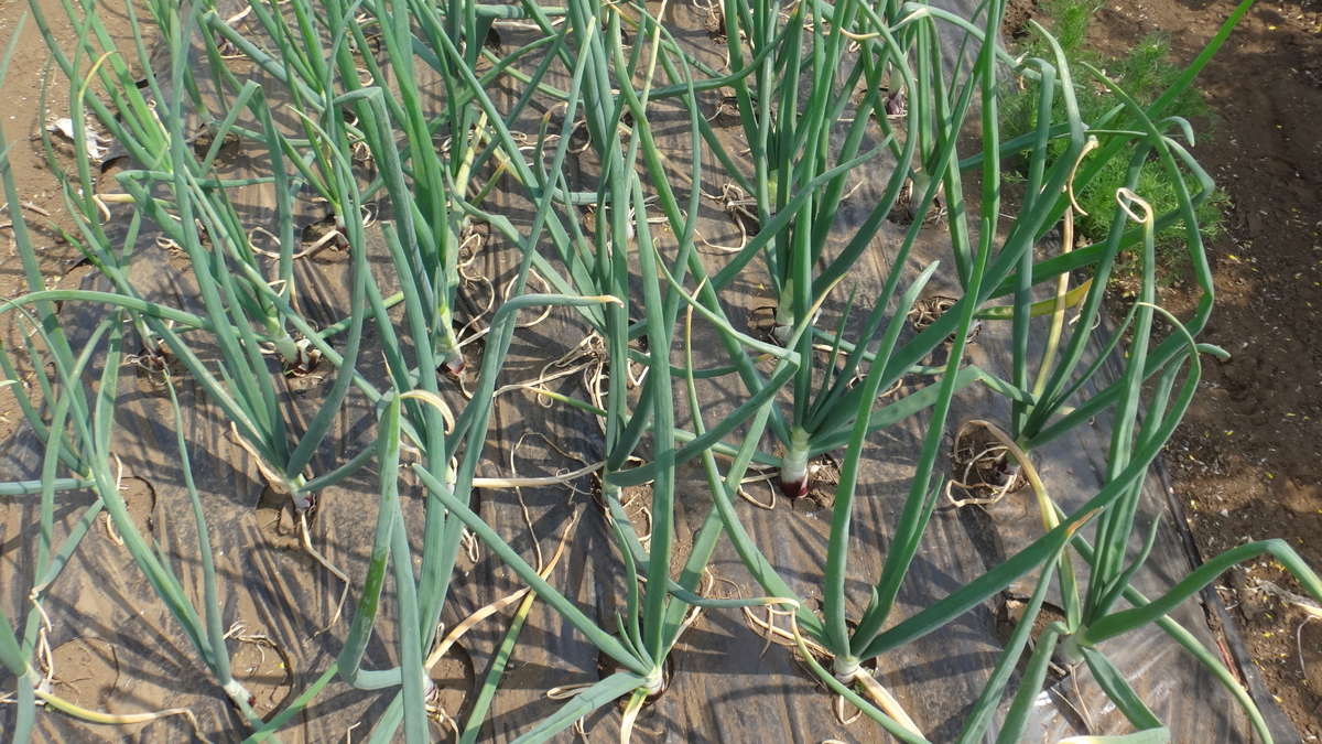 f:id:cafelegume:20190407221158j:plain f:id:cafelegume:20190407221158j:plain