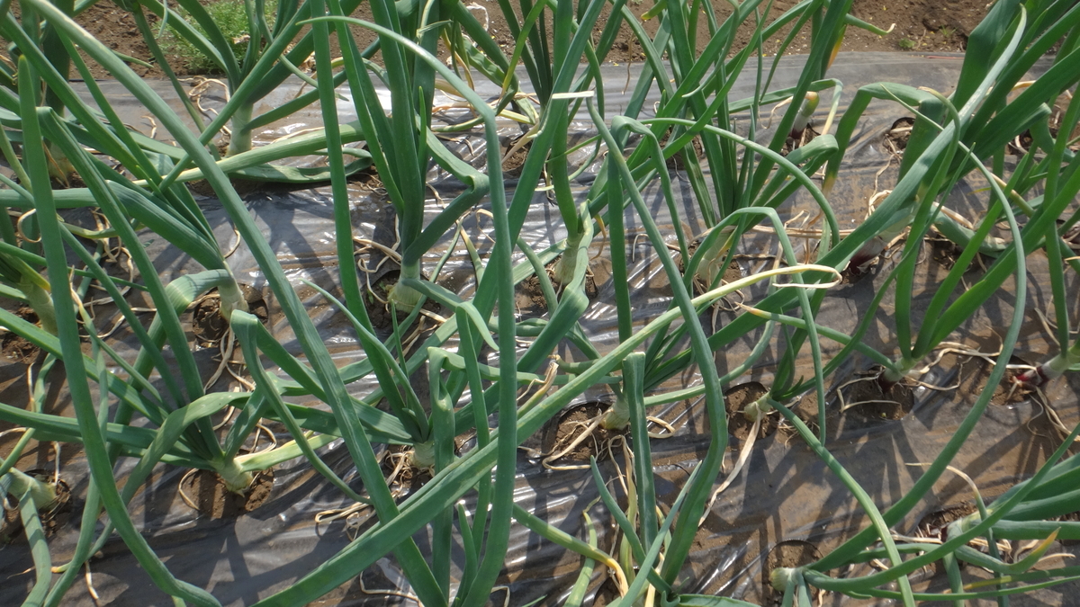 f:id:cafelegume:20190407221319j:plain f:id:cafelegume:20190407221319j:plain