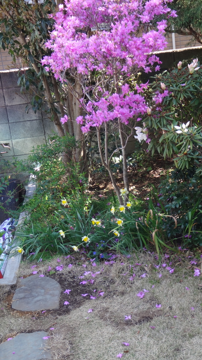 f:id:cafelegume:20190409210751j:plain