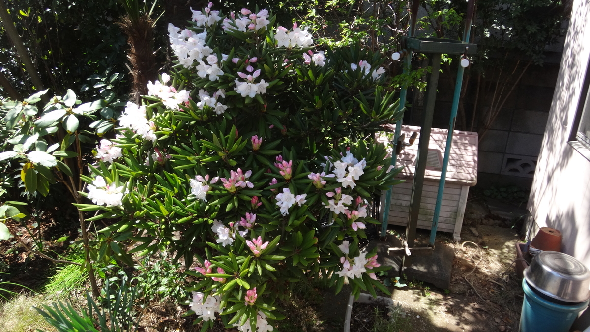 f:id:cafelegume:20190409211329j:plain