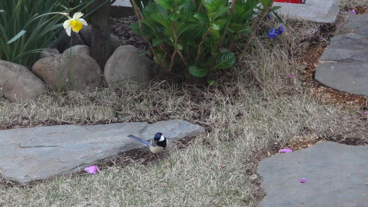 f:id:cafelegume:20190409214734j:plain