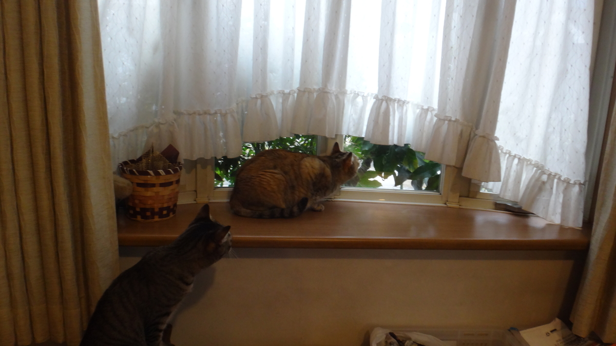f:id:cafelegume:20190410224003j:plain