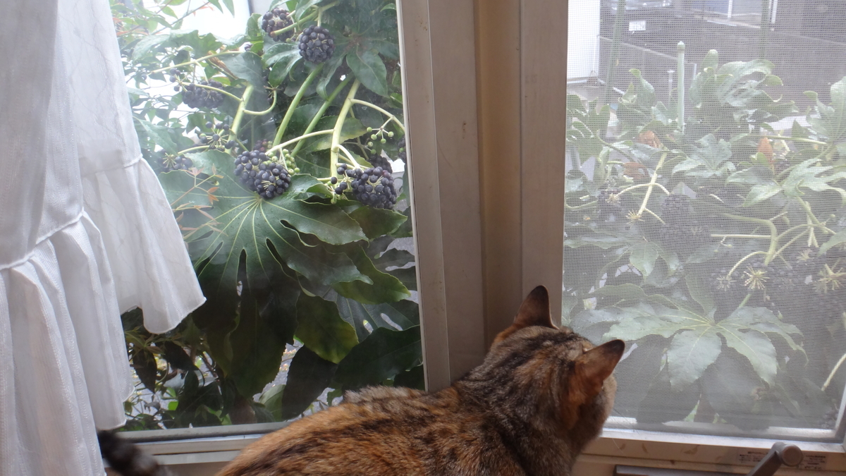 f:id:cafelegume:20190410224511j:plain
