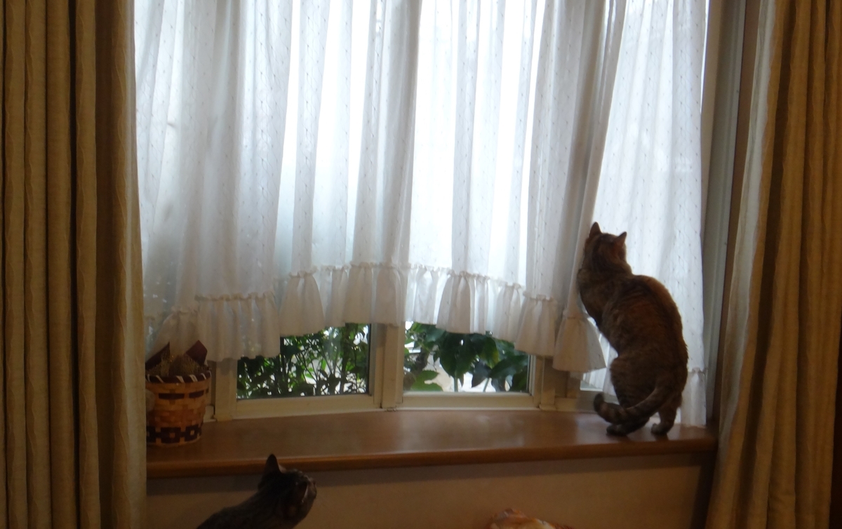 f:id:cafelegume:20190410224731j:plain