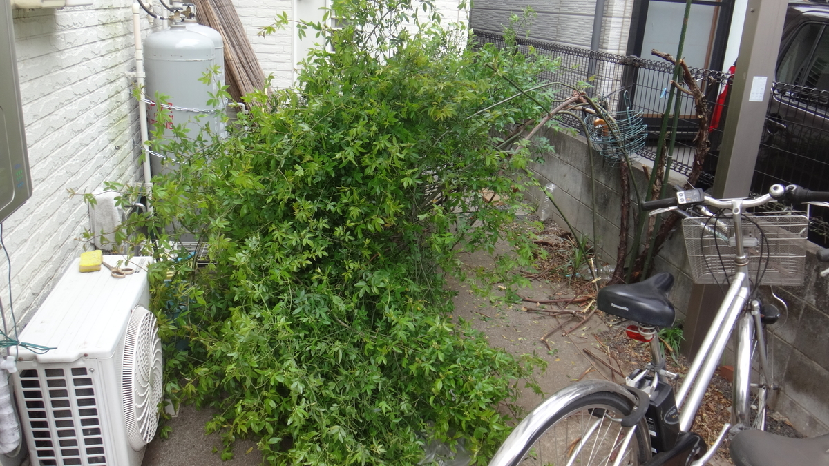 f:id:cafelegume:20190413222406j:plain