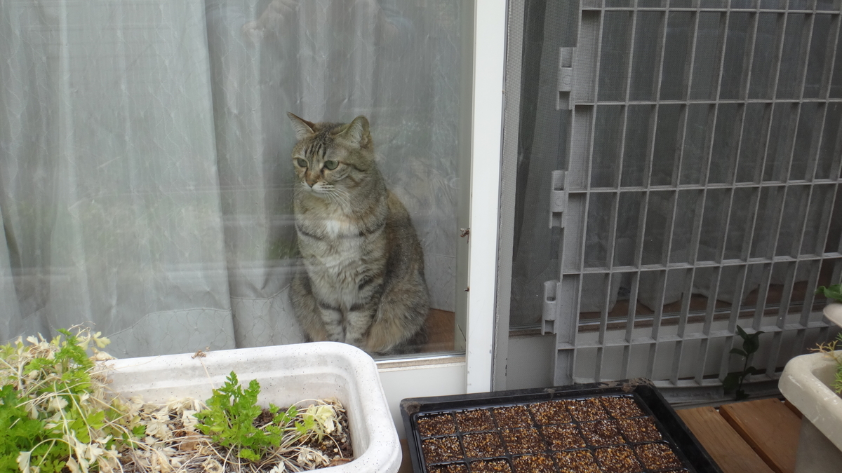 f:id:cafelegume:20190415221938j:plain f:id:cafelegume:20190415221938j:plain