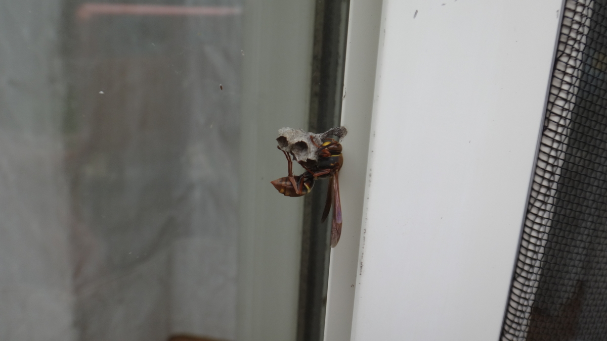 f:id:cafelegume:20190415222747j:plain f:id:cafelegume:20190415222747j:plain