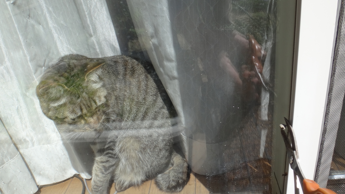 f:id:cafelegume:20190415223657j:plain f:id:cafelegume:20190415223657j:plain