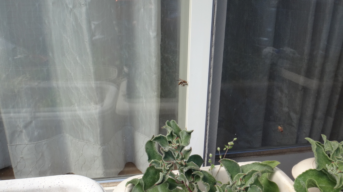 f:id:cafelegume:20190415225720j:plain f:id:cafelegume:20190415225720j:plain