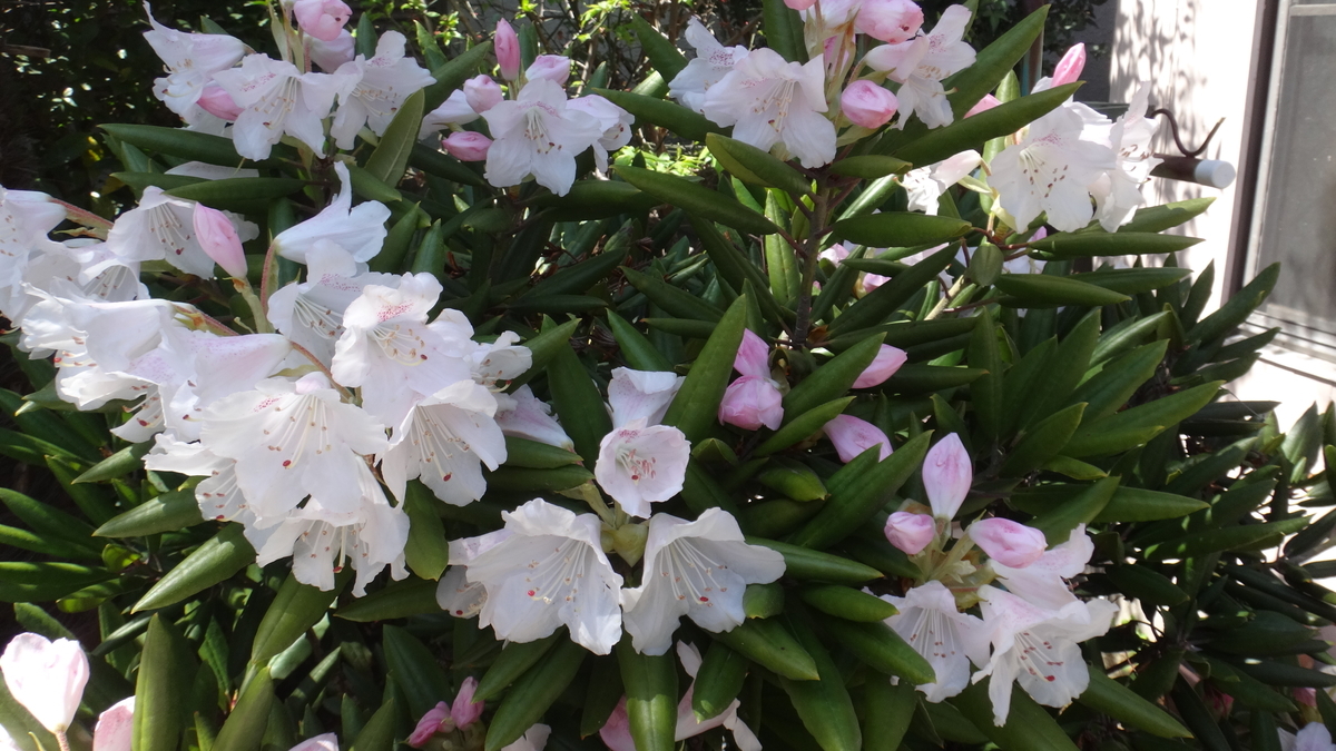 f:id:cafelegume:20190417211041j:plain