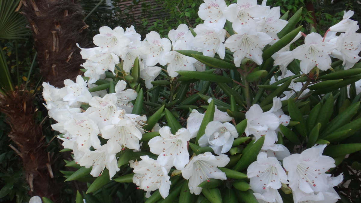 f:id:cafelegume:20190417211236j:plain